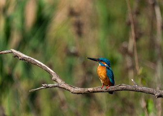 Kingfisher on a branch with green background