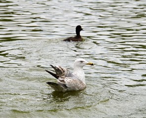 seagull at sea