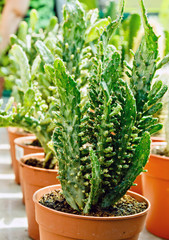 Cactus flowerpot close up