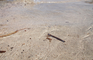 Canary Islands nature. Sandy coast close up.