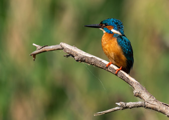 Kingfisher on a branch with green background