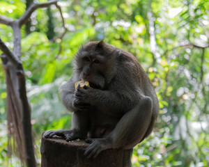 Naklejka na ściany i meble Adult Monkey sitting on log eating corn