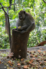 Adult Monkey sitting on log eating corn