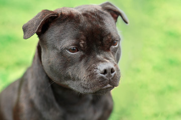 Beautiful dog of Staffordshire Bull Terrier breed, dark tiger color with melancholy look. Close up portrait on yellowish green background. Outdoors, copy space.