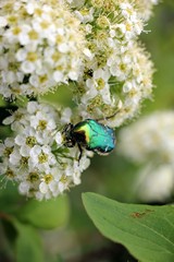 Green rose chafer (Cetonia aurata) feeding with pollen on white flowers 