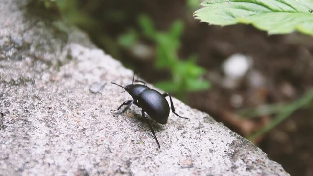 Black beetle walk on smooth surface of ground