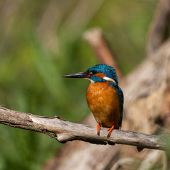 Kingfisher on a branch with green background