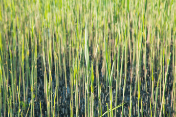 Green grass on the field. Background