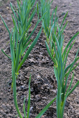 Young garlic grows on the garden March, April