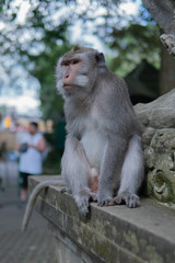 Portrait of an Adult Monkey on a ledge.