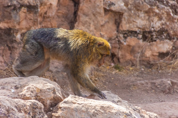 Wild Barbary Ape in Morocco