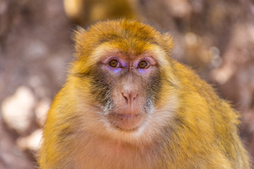 Close up of a Barbary ape, Morocco