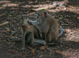 Adult Monkey grooms child monkey.