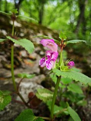 Alpine vegetation:  Ortiga ftida (Lamium maculatum (L.) L    flowers in the mountains. Other names: Spotted henbit , Spotted Dead-nettle