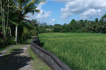 Stone retainer wall along a rice field in Ubud, Bali, Indonesia
