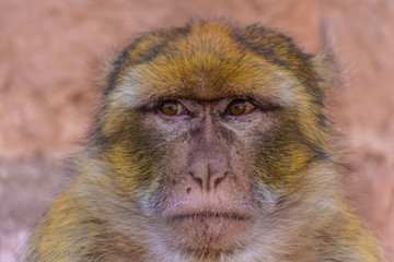 Portrait of a wild barbary ape, Morocco