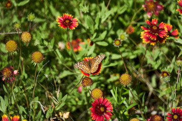 A variegated fritillary butterfly with its wings spread open, resting on a Indina Blanket Firewheel flower.