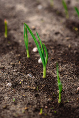 Young garlic growing in spring garden.