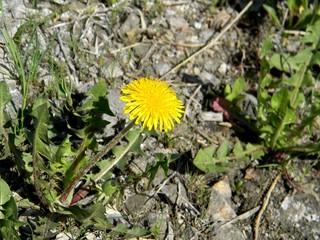 yellow dandelions. Young grass. Spring field