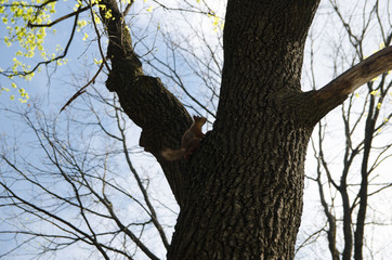 tree