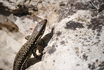 Lézard