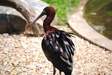 Naklejka premium Ibis rouge