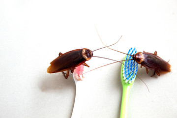 cockroach on toothbrush isolated onwhite background
