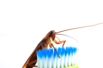 cockroach on toothbrush isolated onwhite background