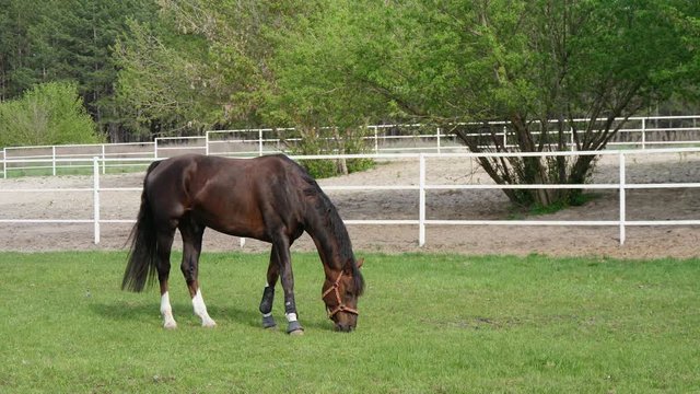 Brown mare with white fetlocks grazing sappy green grass in spring in slo-mo 