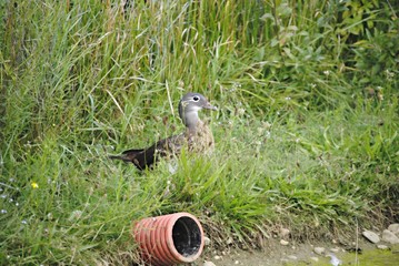 Oiseau