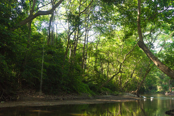Fototapeta na wymiar River in forest and sunlight through leaves ratchaburi thailand.