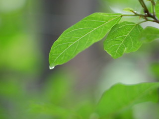 Fototapeta na wymiar leaf with water