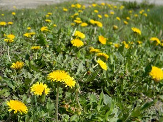 yellow dandelions. Young grass. Spring field