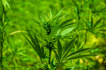 Close up of a leaf of Marijuana in the Rif Mountains.  This area makes Morocco be the world's top supplier of Cannabis.