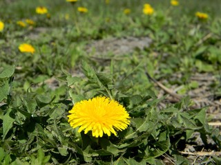 yellow dandelions. Young grass. Spring field