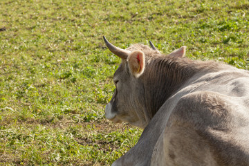 A cow resting in a green pasture in Dolomites area