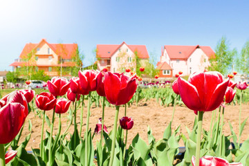 Amazing view of colorful yellow tulip