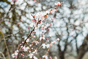 Beautiful flowering apricot tree in spring time