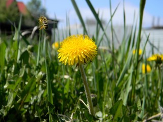 yellow dandelions. Young grass. Spring field