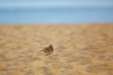 Crested lark on the beach