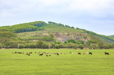 Cows graze and rest on a spring or summer meadow with fresh, bright green grass