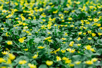 Fototapeta premium a green field with yellow wildflowers,spring flowers