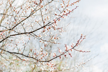 Beautiful flowering apricot tree in spring time