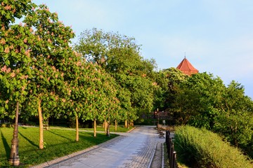 Pedestrian promenade with flowering chestnut trees leading to the Castle of the Masovian Dukes and Cathedral in Plock, Poland, Europe. Spring time in Plock