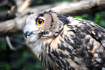 Hibou