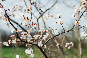 Beautiful flowering apricot tree in spring time