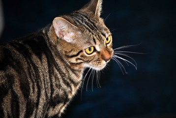 Chat