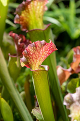 Close-up Sarracenia Flower or Parrot pitcher Plant