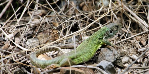 Naklejka na ściany i meble European green lizard - Lacerta agilis - in its natural habitat