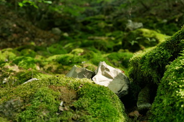 Bemooste Waldlandschaft im Frühling